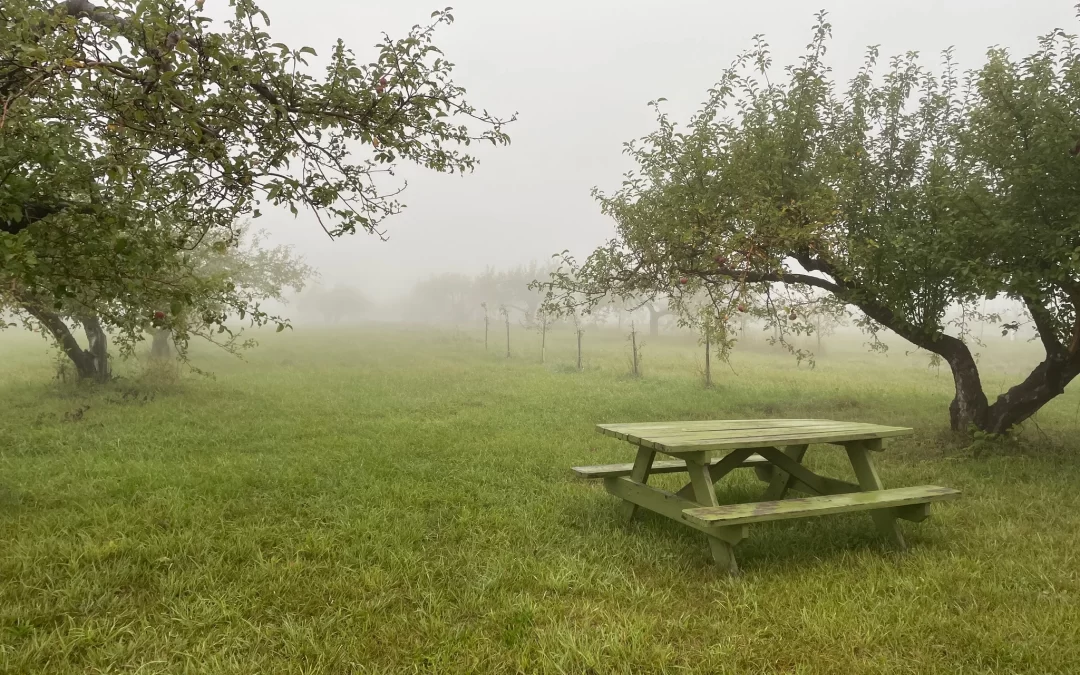 Apple Orchards near the Washburn Area