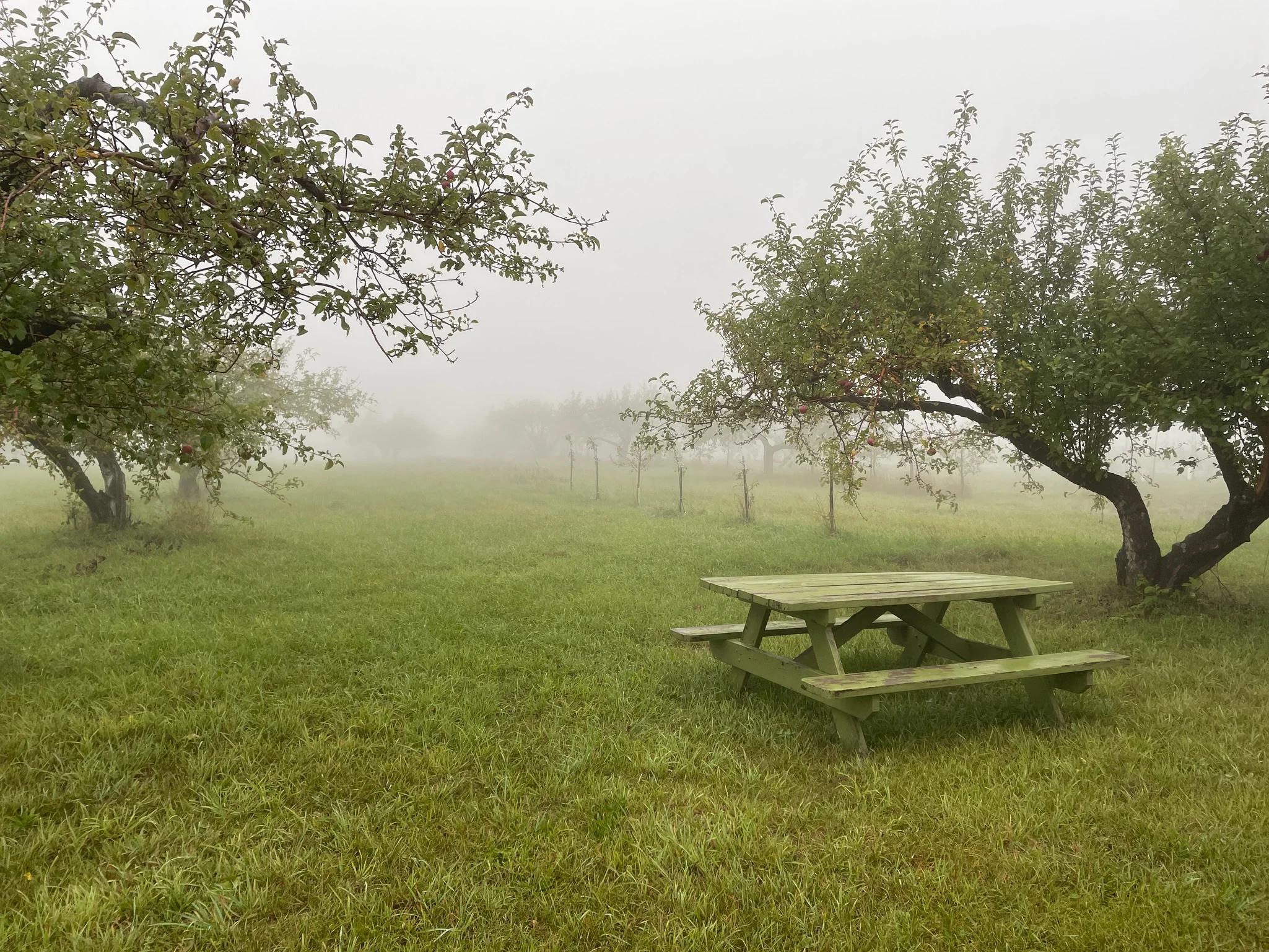 Apple Orchards in the Washburn Area